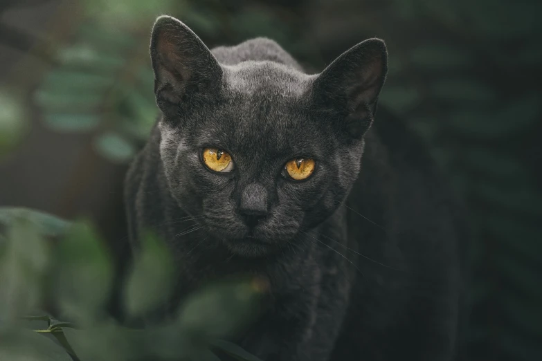 a close up of a black cat with yellow eyes, a picture, by Adam Marczyński, unsplash contest winner, desaturated!, amongst foliage, warrior cats, dark grey skin