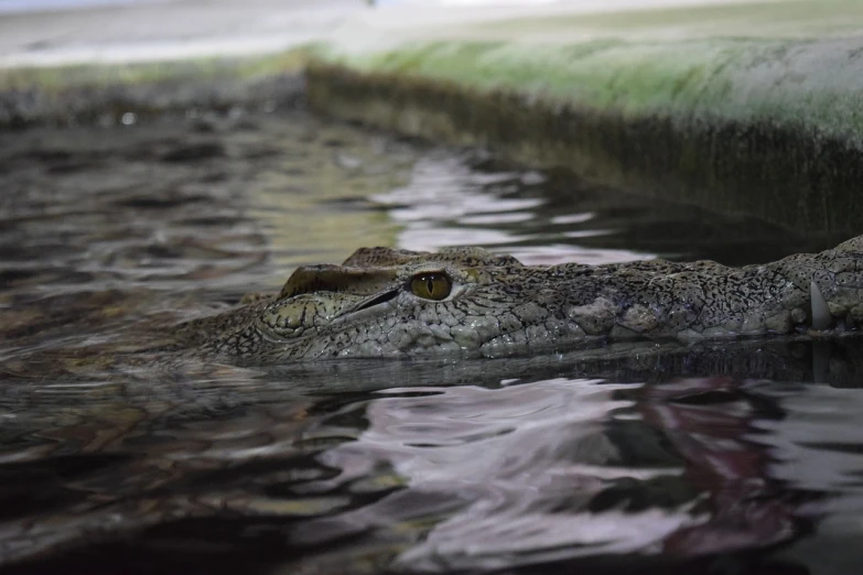 a close up of a crocodile in a body of water, a picture, sumatraism, portrait mode photo, museum quality photo, caught in 4 k, portait photo