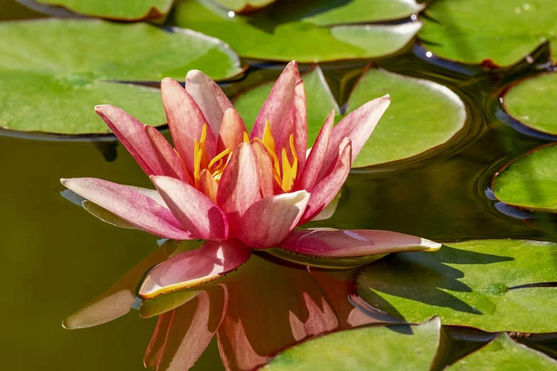 a pink flower floating on top of a body of water, a picture, by Nancy Carline, shutterstock, hurufiyya, lying on lily pad, beautiful sunny day, vibrant red and green colours, stock photo