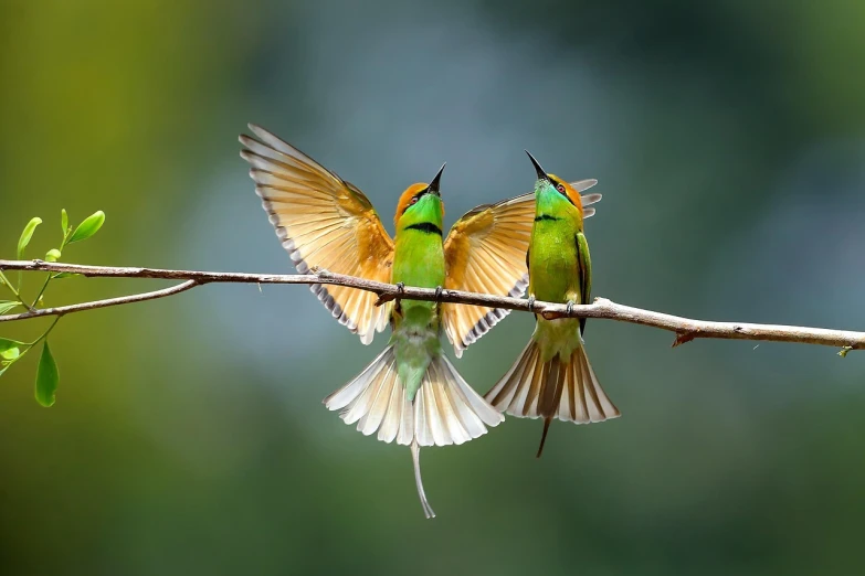 a couple of birds sitting on top of a tree branch, by Sudip Roy, shutterstock, green and gold, wings spread, beautiful!!!!!!!!!!!!, modern very sharp photo