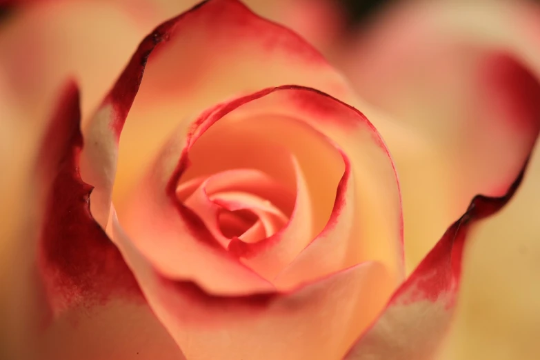 a close up of a red and white rose, by Rhea Carmi, toned orange and pastel pink, portal made of roses, low dof, yellows and reddish black