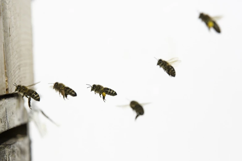 a bunch of bees that are flying in the air, a macro photograph, figuration libre, on the white background, product introduction photo