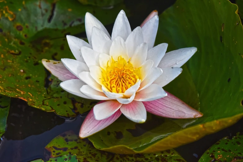 a white and pink flower sitting on top of a green leaf, by Charles Billich, shutterstock, waterlily mecha nymphaea, very very well detailed image, alexey egorov, beautiful flower