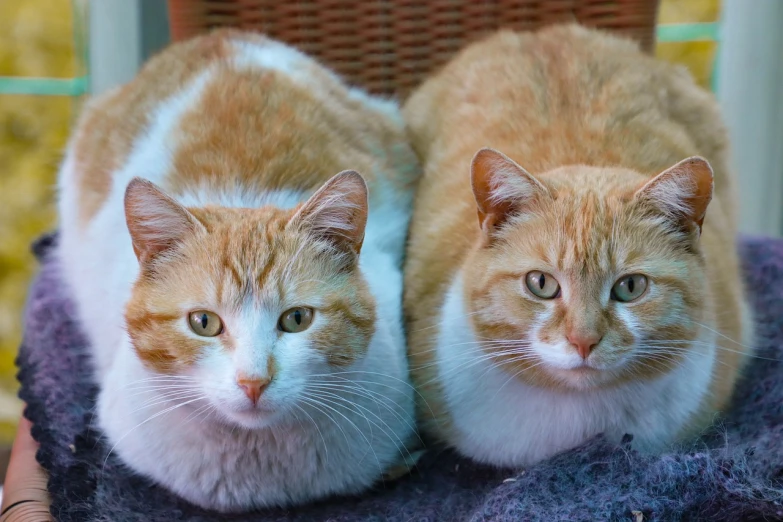 two orange and white cats sitting next to each other, a portrait, flickr, adult pair of twins, taken in the early 2020s, portrait n - 9, lovingly looking at camera