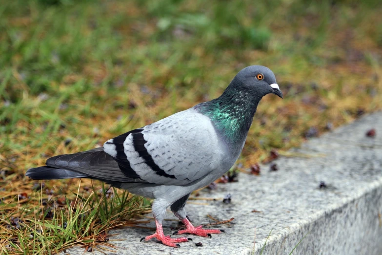 a pigeon standing on the edge of a cement wall, a portrait, shutterstock, green legs, very sharp photo