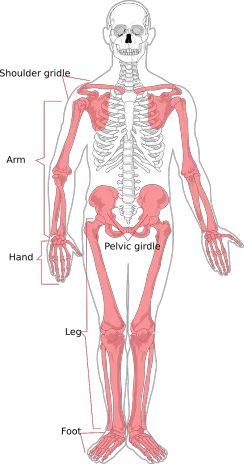 a diagram of the anatomy of the human body, a digital rendering, by Andrei Kolkoutine, zbrush central, skulls at her hips, equirectangular projection, which are also skeletal & frail, 5 fingers). full body