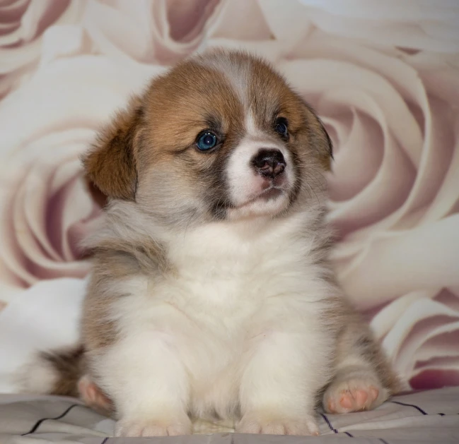 a brown and white puppy sitting on top of a bed, romanticism, corgi cosmonaut, very sharp and detailed image, a blond, shui mo hua