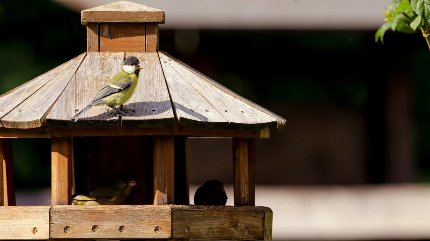 a couple of birds sitting on top of a bird feeder, a photo, pixabay, bauhaus, wooden structures, greenish tinge, 2 0 0 mm telephoto, covered!