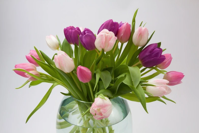 a vase filled with pink and white tulips, by senior artist, pixabay, purple and pink, bottom angle, kiss, from the elbow
