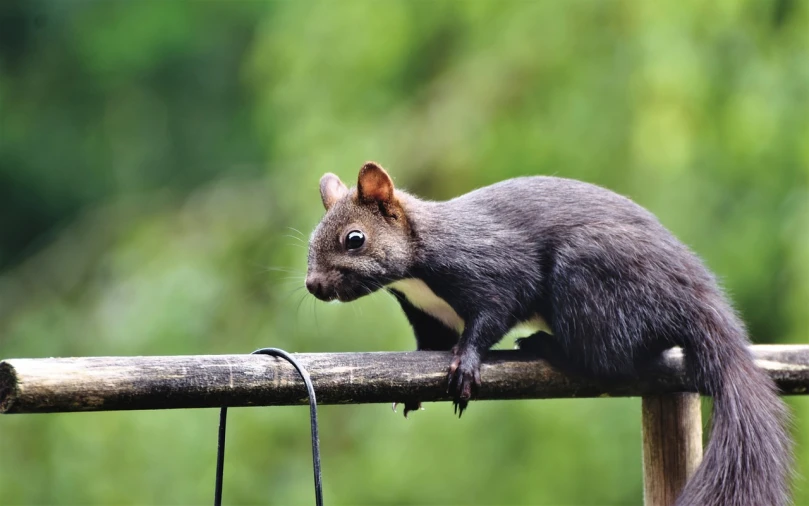 a squirrel sitting on top of a wooden pole, a portrait, shutterstock, realism, in the shape of a rat, mouse photo