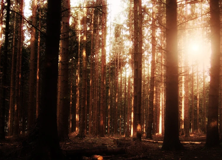 the sun is shining through the trees in the woods, a picture, by Karl Buesgen, dramatic reddish light, steampunk forest, pine wood, diffused light