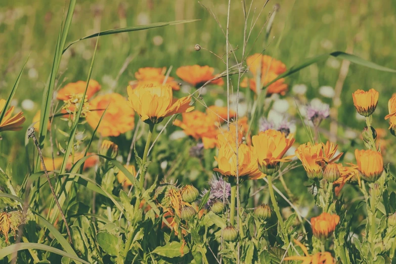 a field full of yellow and white flowers, unsplash, fine art, orange grass, sitting with flowers, half image, the sun is shining. photographic