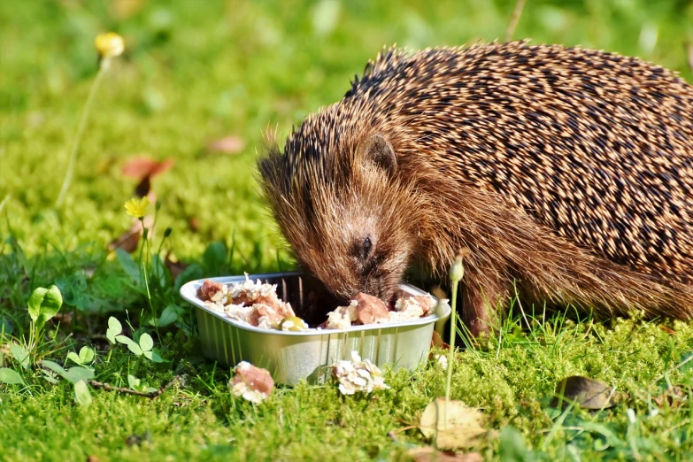 a hedge eating food out of a bowl in the grass, close - up photo, backpfeifengesicht, outdoor photo, very sharp photo