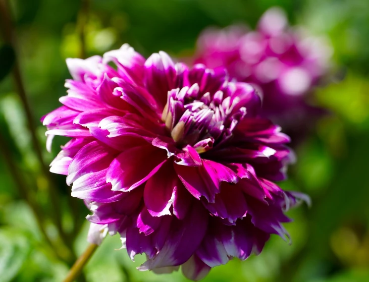 a close up of a purple and white flower, a picture, by Jan Rustem, shutterstock, rich deep pink, dahlias, stock photo