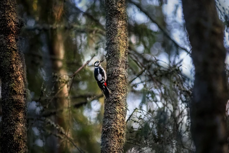 a bird perched on the side of a tree, a photo, by Dietmar Damerau, shutterstock, swedish forest, high quality nature photography, bark, viewed from a distance