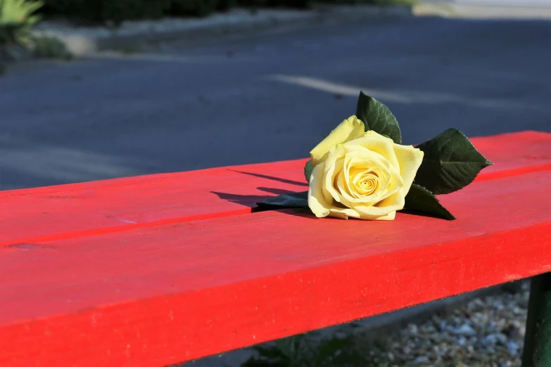 a yellow rose sitting on top of a red bench, a picture, by Jan Rustem, without text, looking partly to the left, honor, from a distance