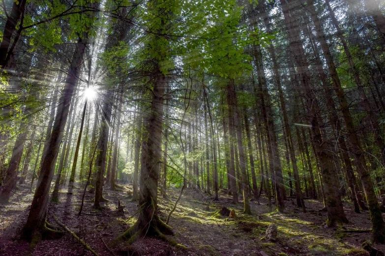 the sun shines through the trees in the forest, by Dietmar Damerau, dense coniferous forest. spiders, irish forest, trekking in a forest, in a background green forest