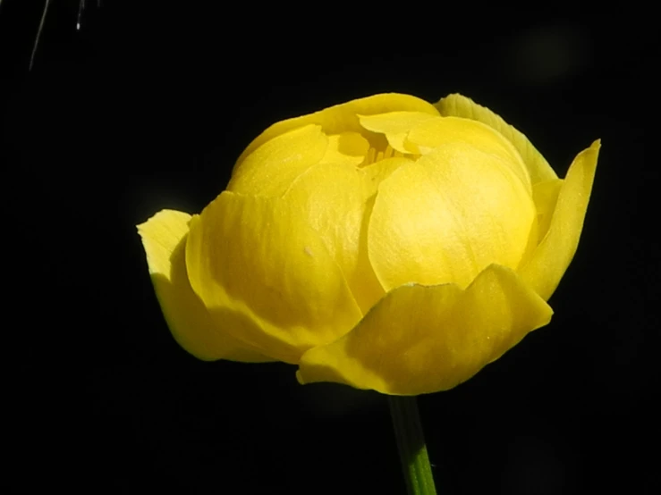 a close up of a yellow flower on a stem, a portrait, by John Wollaston, tulip, yellow lanterns, black. yellow, peony