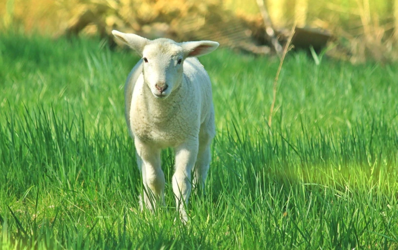 a white sheep standing on top of a lush green field, renaissance, running towards camera, dlsr photo, little bo peep, hatched pointed ears