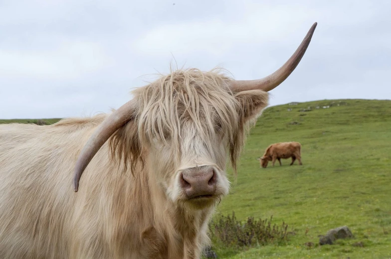 a long haired cow standing on top of a lush green field, a picture, by John Murdoch, pexels, renaissance, two large horns on the head, skye meaker, face of an ox, hillside