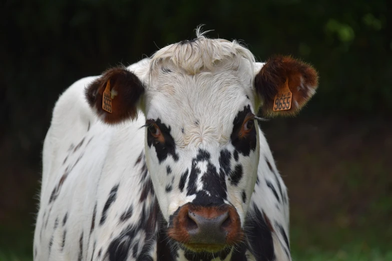 a close up of a cow in a field, a portrait, pixabay, renaissance, white with black spots, stock photo, 2 years old, 4k photo