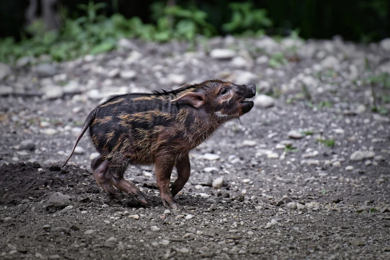 a small pig standing on top of a dirt field, a picture, by Jan Tengnagel, sumatraism, yawning, wash off in the rain, cute little creature, very very well detailed image