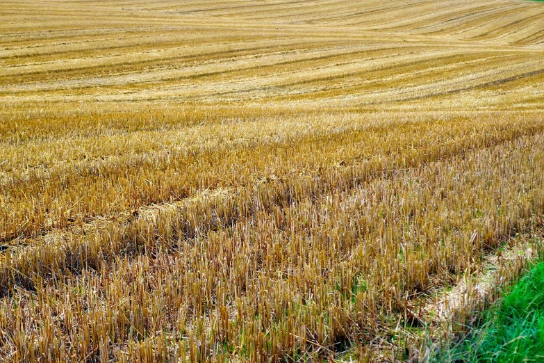 a red fire hydrant sitting in the middle of a field, a stock photo, by Karl Pümpin, color field, immense wheat fields, corn on a cob everywhere, brown stubble, sanjulian. detailed texture