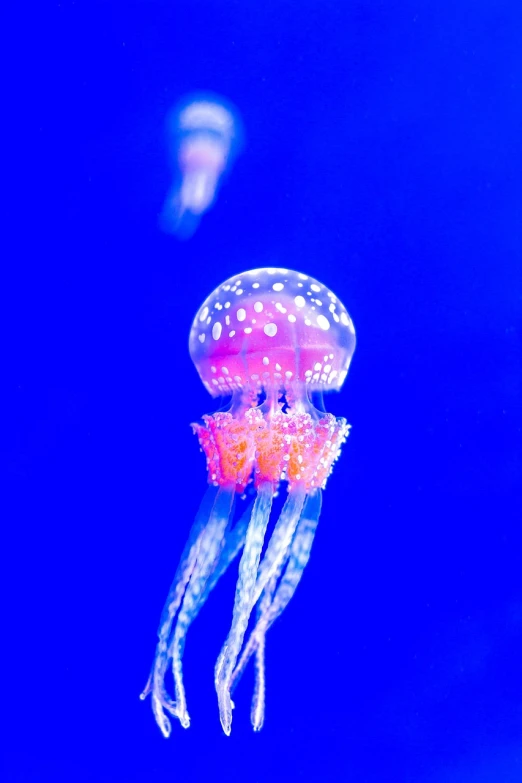 a jellyfish that is floating in the water, a macro photograph, blue and pink lighting, 2000s photo