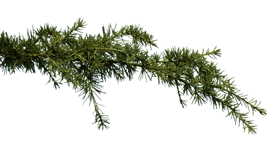 a close up of a branch of a pine tree, a raytraced image, by Andrei Kolkoutine, polycount, hurufiyya, on black background, panorama, -h 1024, shot on nikon z9