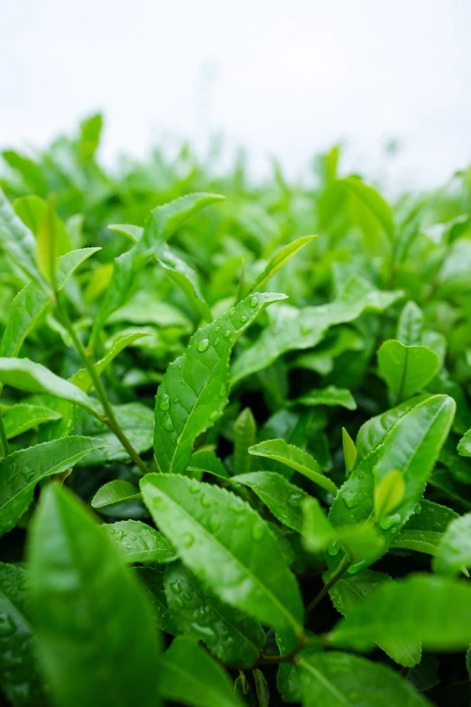 a bunch of green leaves with water droplets on them, shutterstock, hurufiyya, tea, hedges, high detail product photo