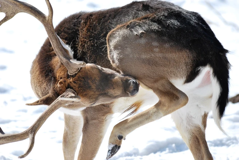 a couple of deer standing next to each other in the snow, by Dietmar Damerau, flickr, romanticism, kiss mouth to mouth, contorted, backshot, closeup photo