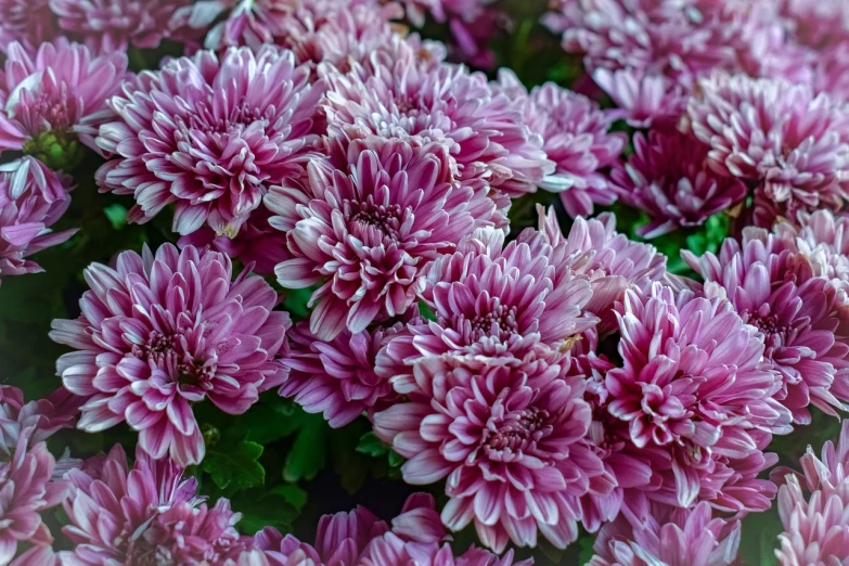 a close up of a bunch of pink flowers, baroque, chrysanthemum eos-1d, autumn season, high quality product image”