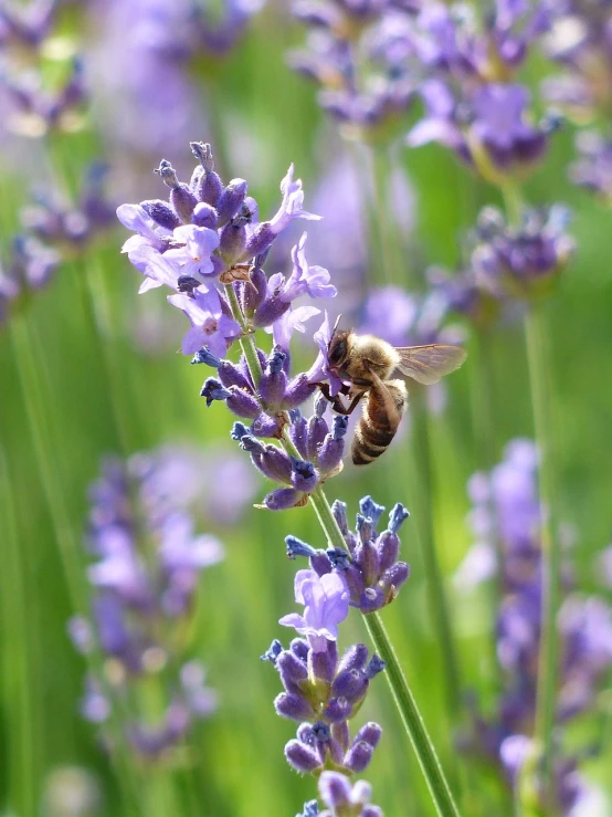 a bee sitting on top of a purple flower, by Juergen von Huendeberg, lavender plants, sake, istock, shot on a 2 0 0 3 camera