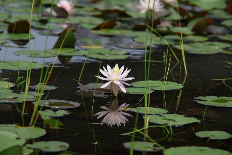 a white flower floating on top of a body of water, hurufiyya, reflecting flower, overgrown with aquatic plants, lillies, outdoor photo
