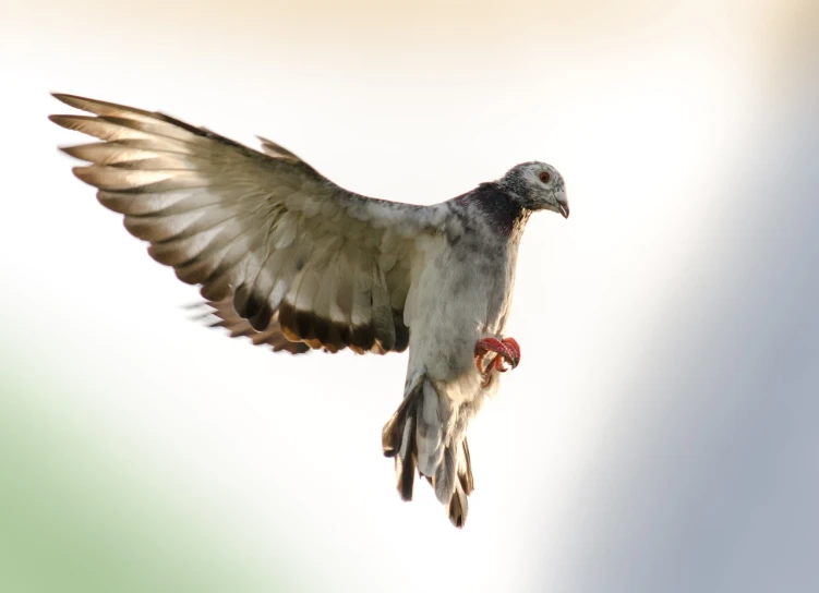 a bird that is flying in the air, a picture, by Jan Rustem, shutterstock, pigeon, broad detail, back lit, on a pale background