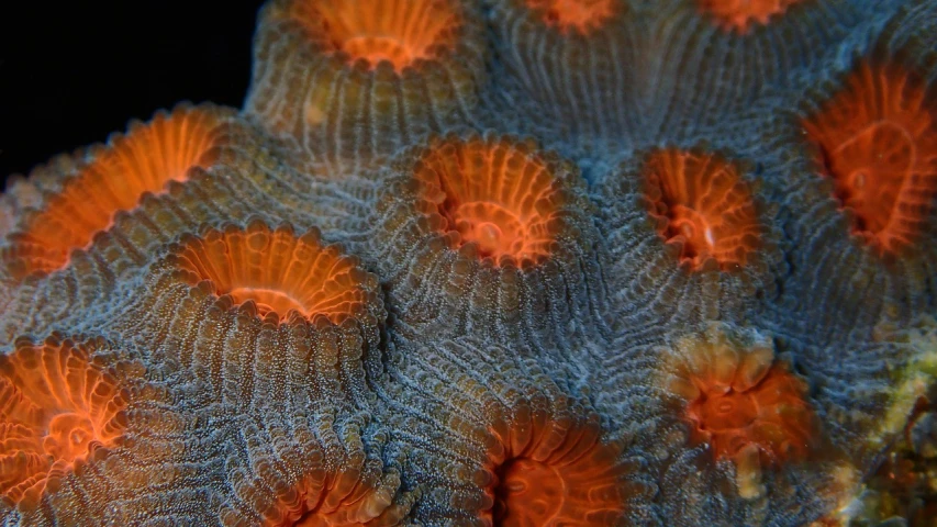 a close up of an orange and blue coral, by Dietmar Damerau, flickr, glowing red mushrooms, suns, symmetry!!!, breeding