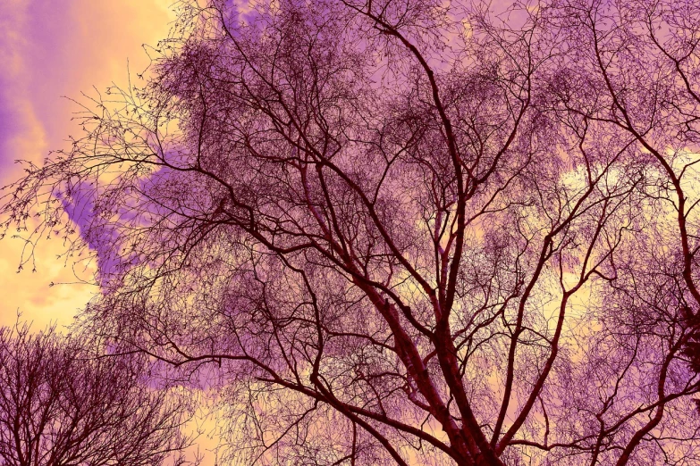 a couple of birds sitting on top of a tree, inspired by Edgar Schofield Baum, flickr, aestheticism, purple tint, 3/4 view from below, birch, at purple sunset