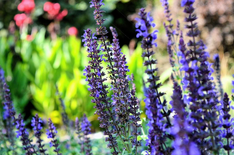 a group of purple flowers sitting on top of a lush green field, a portrait, by Leonard Bahr, shutterstock, salvia, garden with flowers background, high quality image”