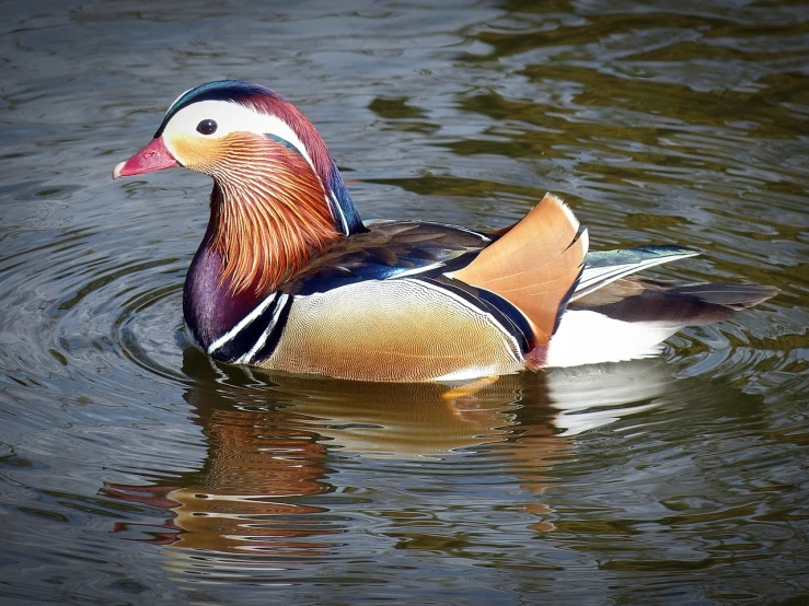 a duck floating on top of a body of water, a portrait, by Jan Rustem, shutterstock, realistic paint job, 33mm photo, daoshu, elegantly dressed