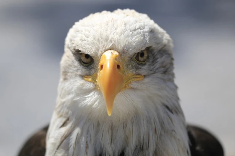 a close up of a bald eagle's face, by Edward Corbett, shutterstock, hurufiyya, showing anger, iowa, taken with a pentax k1000, white eagle icon