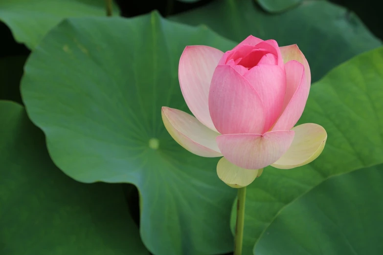 a pink flower sitting on top of a green leaf, a picture, pixabay, sōsaku hanga, standing gracefully upon a lotus, nezha, over-shoulder shot, bao pnan