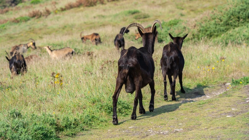 a couple of goats that are standing in the grass, by Dietmar Damerau, time to climb the mountain path, on the coast, fotografia, close-up shot taken from behind