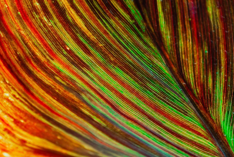 a close up view of a colorful feather, a macro photograph, by Jan Rustem, lyrical abstraction, ammolite, seen through a microscope, illuminated glowing lines, palm skin