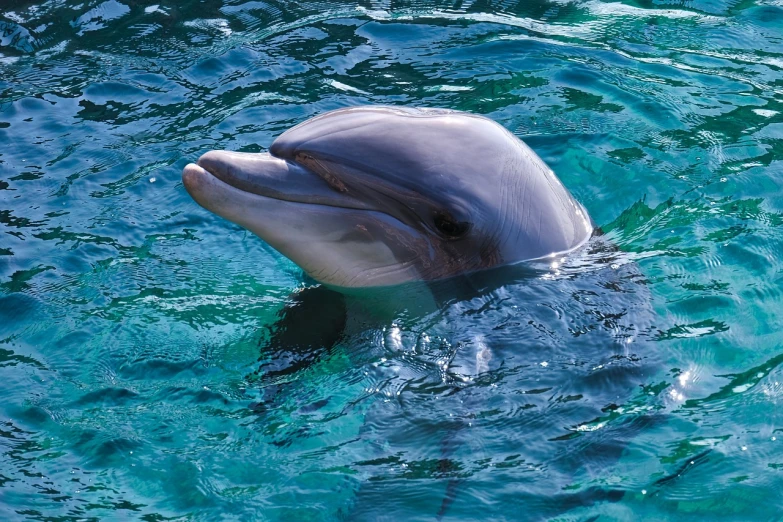 a close up of a dolphin in a body of water, a photo, by Daniel Taylor, shutterstock, taken in zoo, stock photo