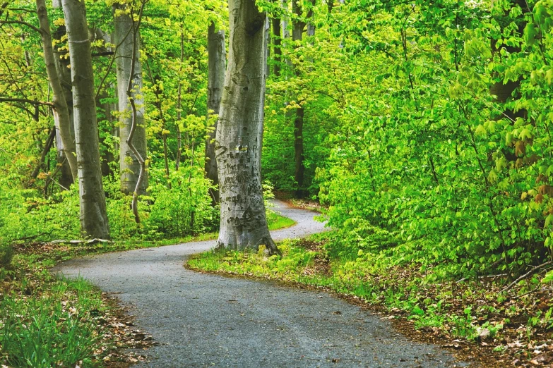 a paved path in the middle of a forest, shutterstock, winding around trees, springtime vibrancy, rhode island, very high resolution