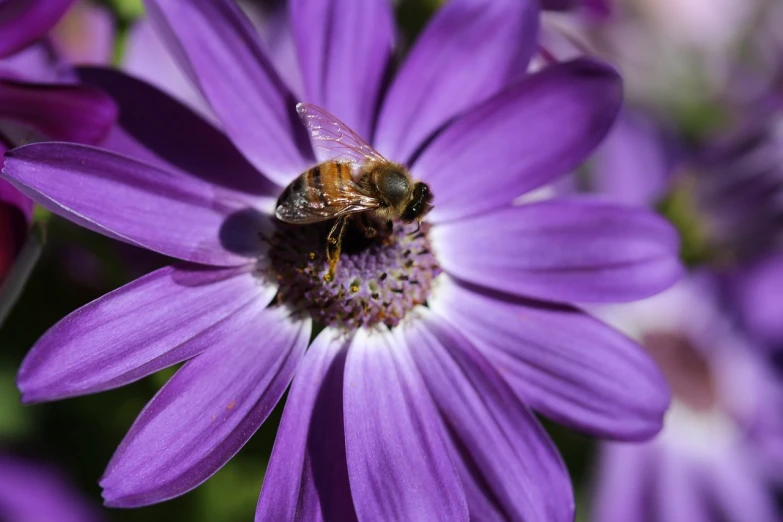 a bee sitting on top of a purple flower, by Robert Brackman, daisy, detailed zoom photo, shady, a high angle shot