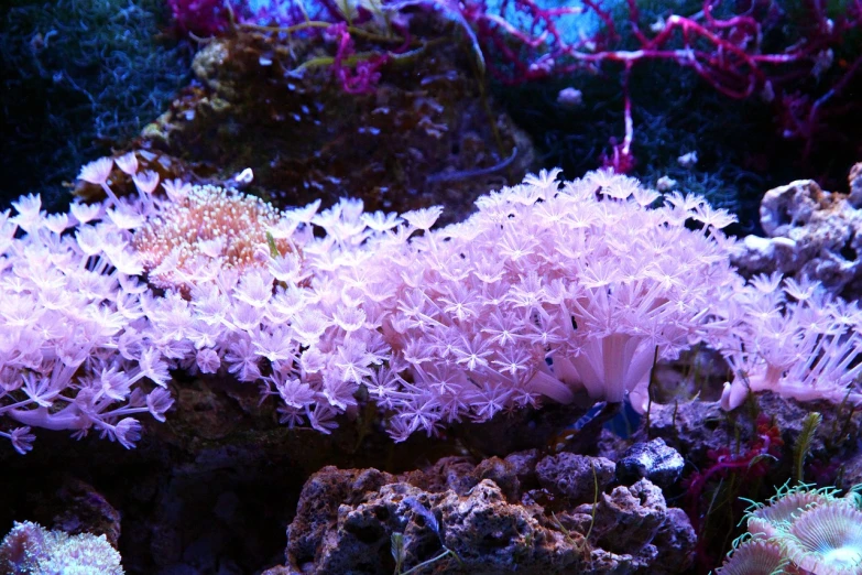 a close up of a sea anemone in an aquarium, a screenshot, flickr, romanticism, pink bonsai tree, fluorescent mushrooms, pale pink grass, florescent lighting