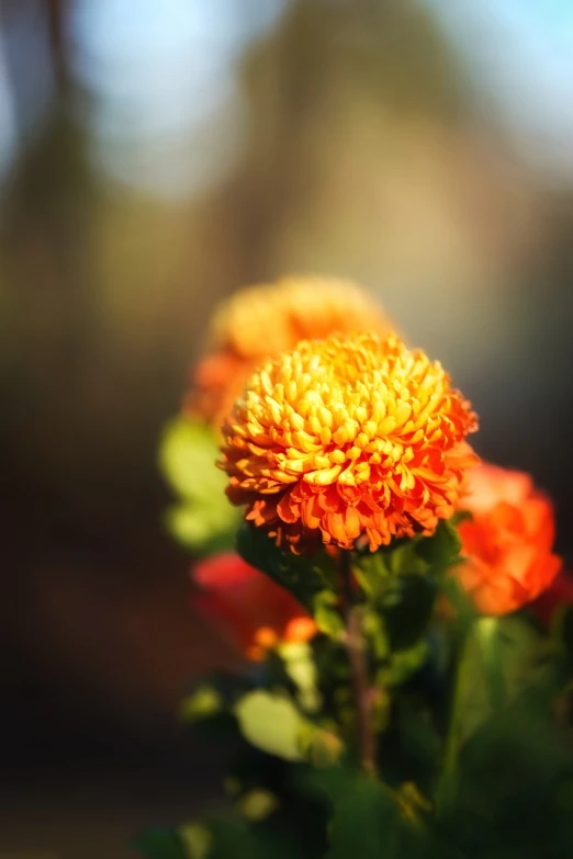 a close up of a bunch of flowers, a macro photograph, shutterstock, fine art, soft autumn sunlight, orange color tone, stock photo, chrysanthemums