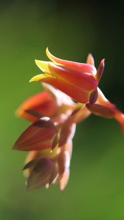 a close up of a flower with a blurry background, by Robert Brackman, hurufiyya, often described as flame-like, flower buds, kauai, cactus