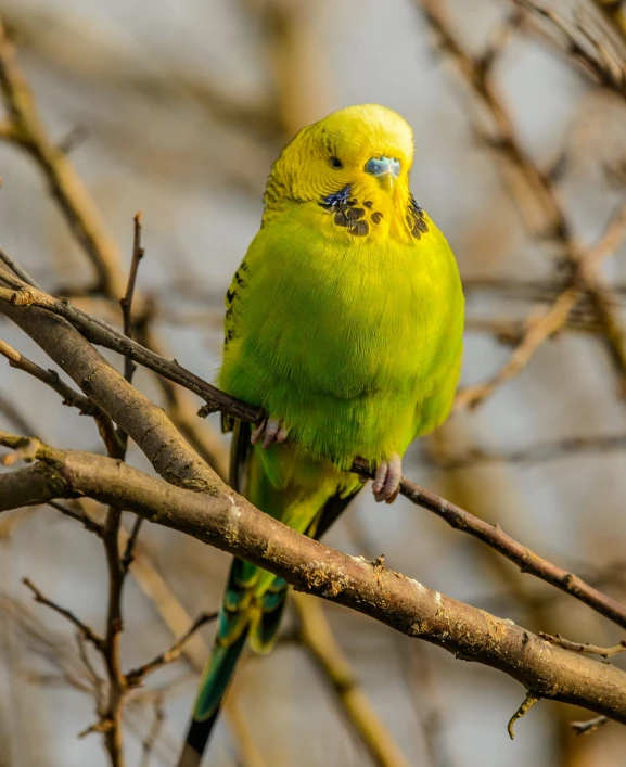 a green bird sitting on top of a tree branch, a pastel, by Peter Churcher, shutterstock, baroque, yellow, posing for camera, dio brando, portrait of a big